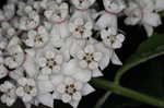 White milkweed